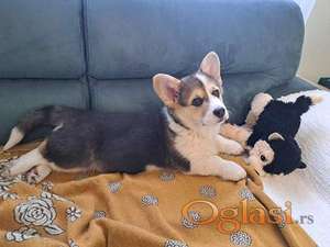 Velški Korgi Pembrok trikolor